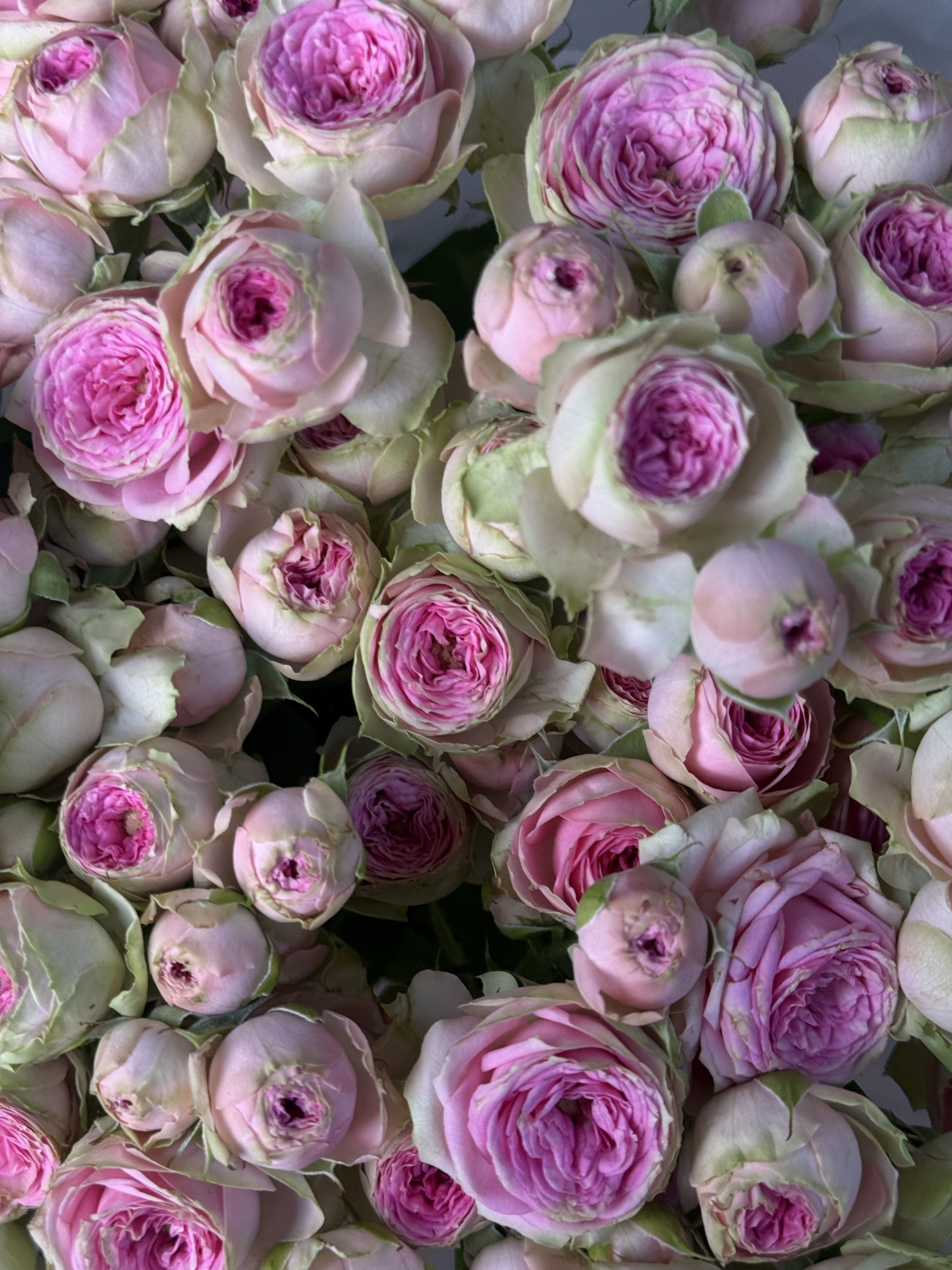 Букет из 10 веток кустовых роз в дизайнерской упаковке